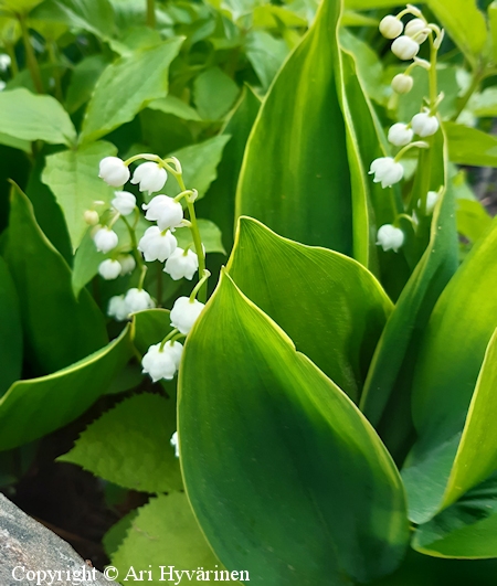 Convallaria majalis 'Hardwick Hall', kielo